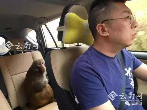 网友爆料瘦猴子视频大全,瘦猴子视频大全,揭秘动物界的瘦身达人 第1张 网友爆料瘦猴子视频大全,瘦猴子视频大全,揭秘动物界的瘦身达人 第1张